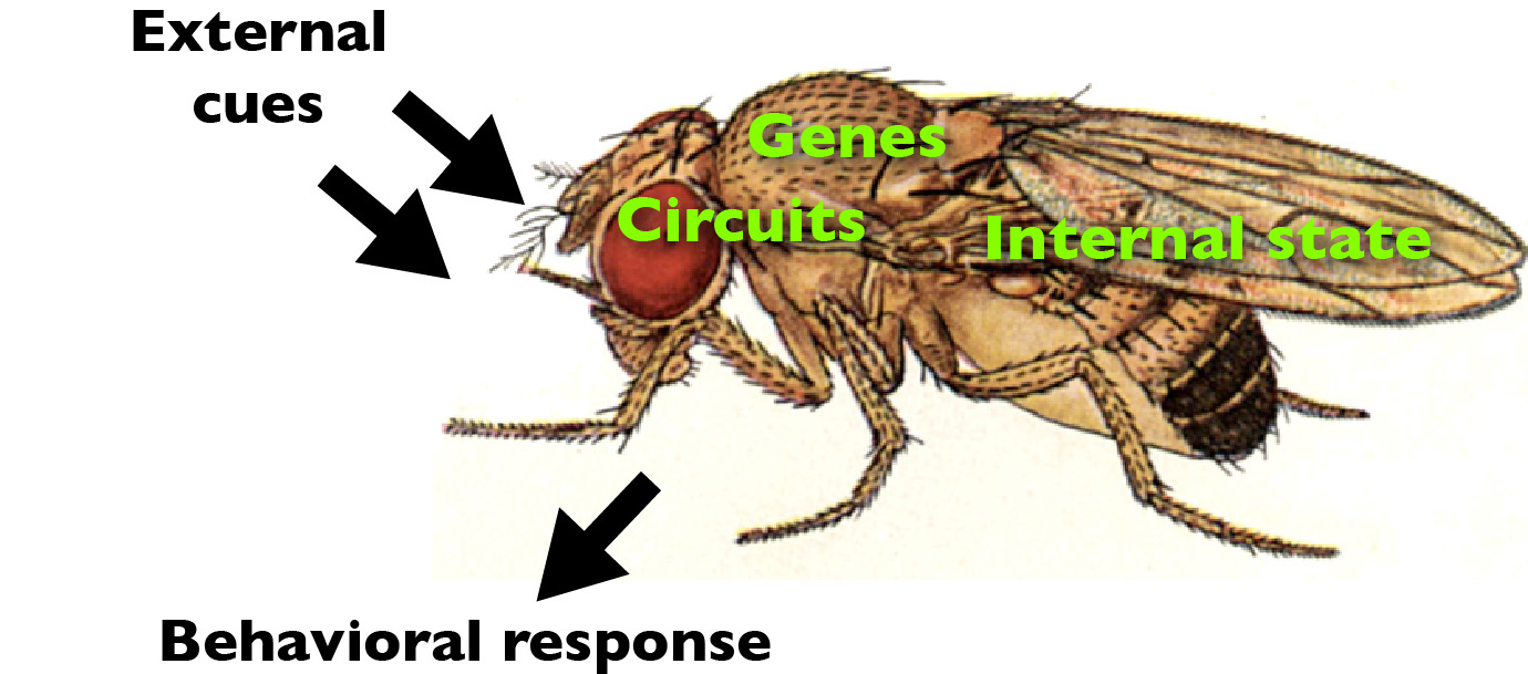 GenesCircuitsBehaviorFly