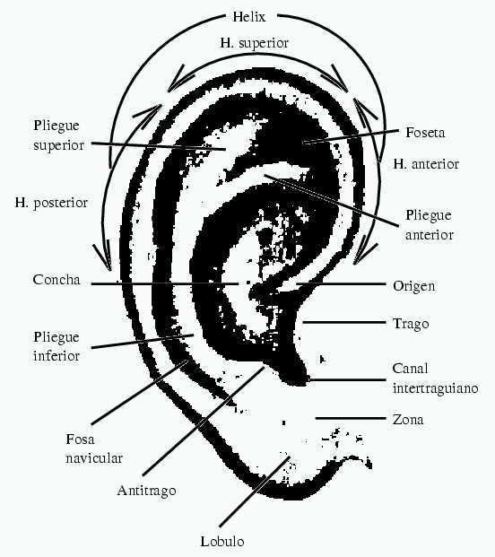 [Image (GIF 16K): ear schematic]