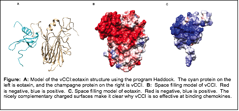 Text Box:  Figure:  A: Model of the vCCI:eotaxin structure using the program Haddock.  The cyan protein on the left is eotaxin, and the champagne protein on the right is vCCI.  B:  Space filling model of vCCI.  Red is negative, blue is positive.  C. Space filling model of eotaxin.  Red is negative, blue is positive.  The nicely complementary charged surfaces make it clear why vCCI is so effective at binding chemokines.